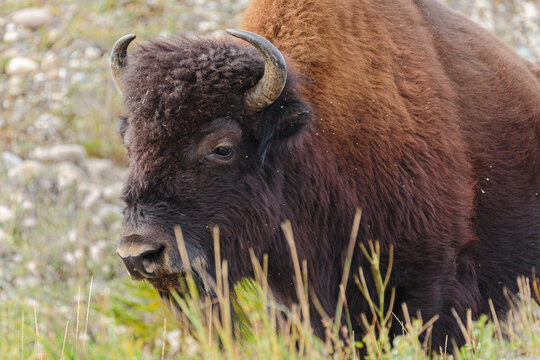 Portrait of a Wood Bison cow (Bison bison athabascae) 