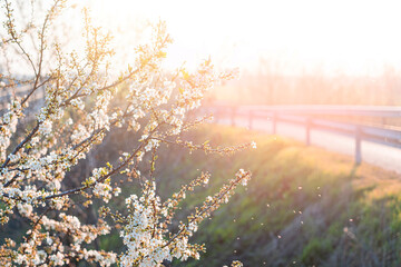 Spring flowering of white cherry blossoms in the rays of light