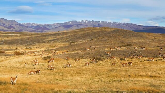 Herd of Guanaco's (Lama guanicoe) grazing on the pampas in yellow autumn colors, Torres del Paine national park, Chile
