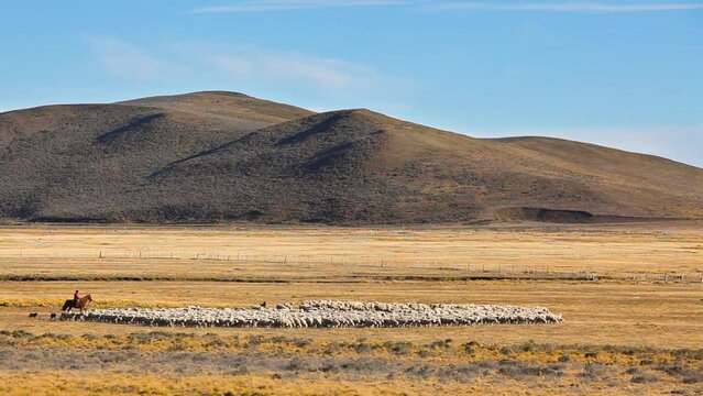 Sheep farming in Patagonia: a Gaucho on horseback with his sheep in the endless landscape of Tierra del Fuego, Chlie
