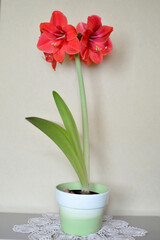 colorful amaryllises in bloom in flower pot