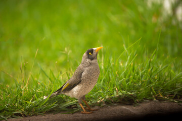 Australian native noisy miner bird feeding on a loaf of bird in the backyard