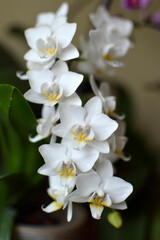 white phalaenopsis orchid in bloom