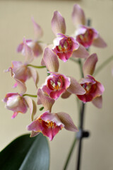 Fototapeta premium purple phalaenopsis orchid in bloom close up