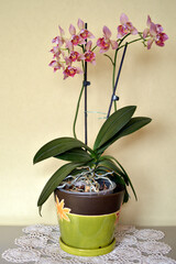 purple phalaenopsis orchid in bloom close up