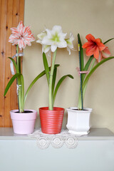 colorful amaryllises in bloom in flower pot