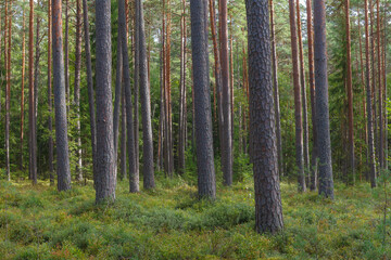 Fototapeta premium A beautiful natural forest in Northern Europe
