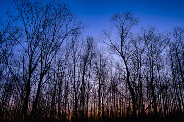 美しいグラデーションの夜明けの空を背景にした森の木々のシルエット。