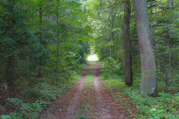 Forest on moody autumn day. A gravel road through the forest