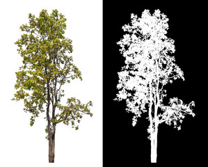 Single tree with clipping path and alpha channel on black background.