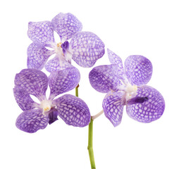 Orchids or vanda coerulea flowers on transparent background.