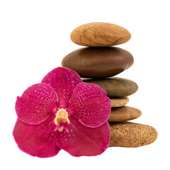 Zen stone and orchid on transparent background.