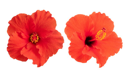 Red hibiscus flower on transparent background.