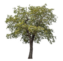 Green tree isolated on transparent background with clipping path, single tree with clipping path...