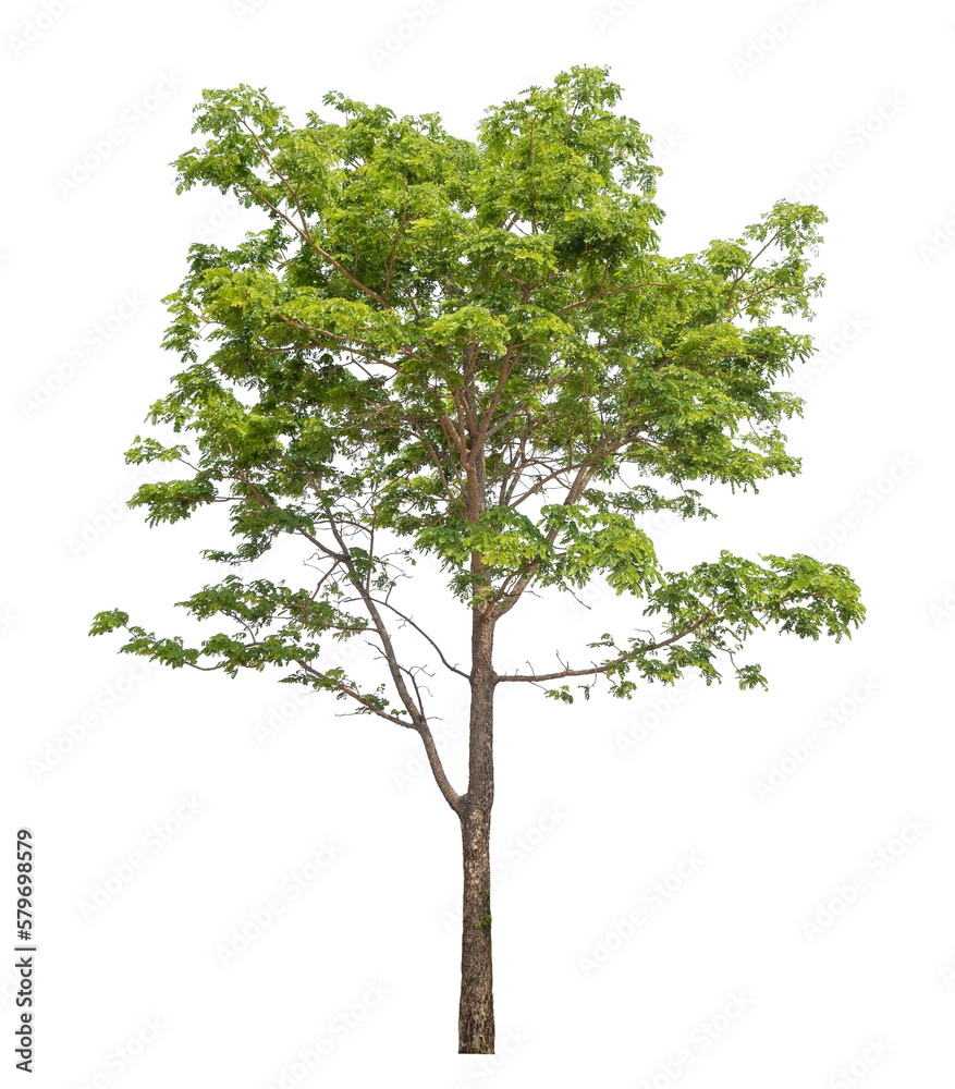 Aufkleber Green tree isolated on transparent background with clipping path, single tree with clipping path and alpha channel.