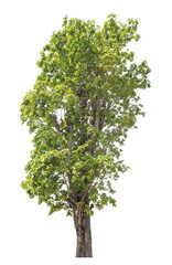 Obraz premium Green tree isolated on transparent background with clipping path, single tree with clipping path and alpha channel.