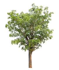 Green tree isolated on transparent background with clipping path, single tree with clipping path and alpha channel.