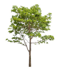 Green tree isolated on transparent background with clipping path, single tree with clipping path and alpha channel. © Sarawut