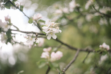 Spring banner, branches of blossoming cherry against background of blue sky on nature outdoors. Dreamy romantic image spring, landscape panorama, copy space.