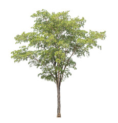 Green tree isolated on transparent background with clipping path, single tree with clipping path and alpha channel.