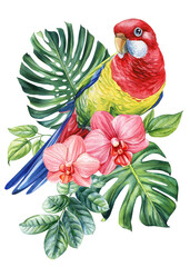 Beautiful tropical bird watercolor hand drawing painting. Rosella parrot. Orchid flower, palm leaf, isolated background
