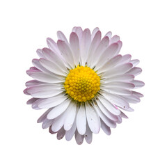 detail flower of pink common, lawn, or English daisy, bruisewort, or woundwort (Bellis perennis)