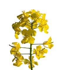 yellow flower of rapeseed (Brassica napus) against blue sky with small flies around