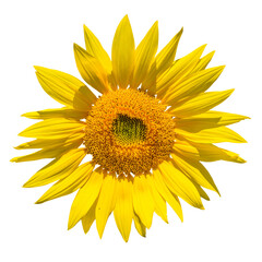 detailed sunflower flower head on white background