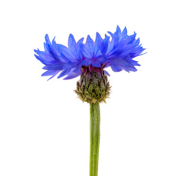 single blue cornflower or bachelor's button (centaurea cyanus) flower on purple background, detail