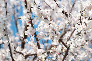 White Flower, spring. Cherry, apple blossom background.