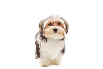 Cute maltese puppy isolated on white background.