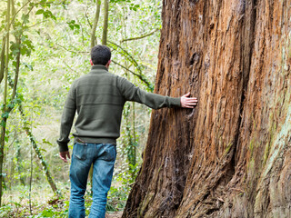 Unknown middle-aged man stroking a large tree in the forest. Concept of caring for nature and environment.