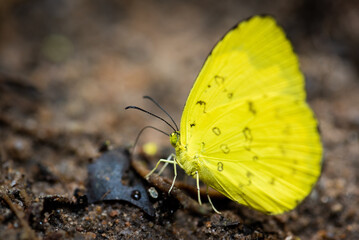 Close up of Tropical butterfly in the rainforest