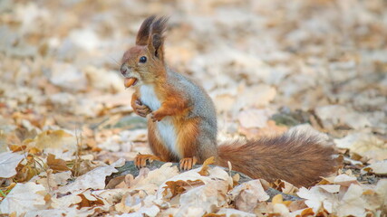 squirrel eating nut