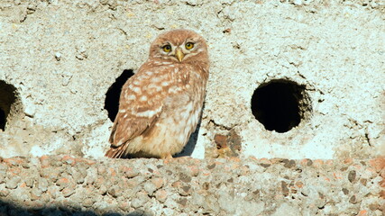 owl