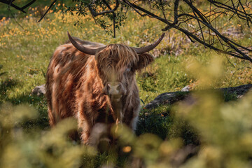 Highland Cattle