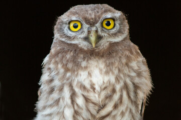 great horned owl