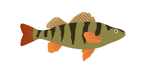 Perch fish illustration in flat style. Colorful Perch fish isolated on white background. Vector illustration