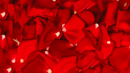 Background texture of beautiful red rose petals.