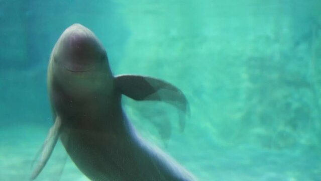 Finless porpoise underwater greeting and beckoning cute action swimming