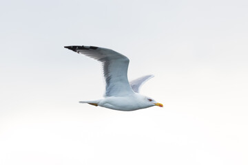 side view of yellow-legged gull (larus michahellis) in flight - 579710356