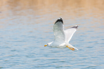 yellow-legged gull (larus michahellis) flying over water