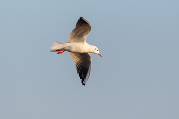 common black-headed gull (larus ridibundus) flying in blue sky - 579710516