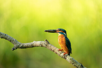 kingfisher on branch