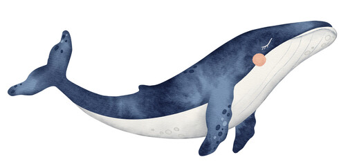 Blue whale, Cute baby cetaceans fish,  Realistic underwater animal art. Hand drawn watercolor illustration of sea mammal. Tropical fish for nursery, wall sticker, card, banner, postcard, fabric