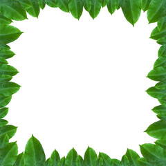 Naklejka premium green leaf frame layout for decoration