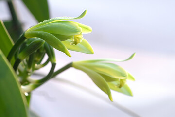 Close-up of Vanilla flowers beginning to bloom in the morning on plantation, white background, ...