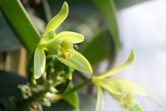 Close-up of Vanilla flowers beginning to bloom in the morning on plantation, white background,  Vanilla fargrans (Salish) Ames, Vanilla Planifolia