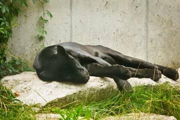 Tuinposter A black panther sleeping on a rock. Panther in the zoo © tillottama