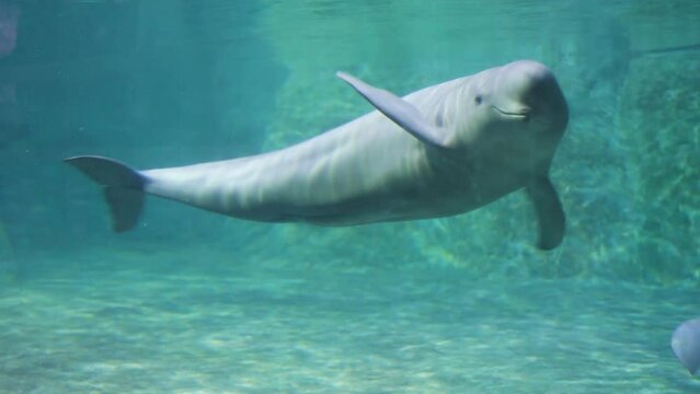 Finless porpoise underwater greeting and beckoning cute action swimming